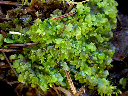 Riccardia chamedryfolia